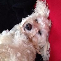 Dolly πΌπ¦πππ¦π±(@dolly_and_dj) 's Twitter Profile Photo Dolly πΌπ¦πππ¦π±(@dolly_and_dj) 's Twitter Profile Photo