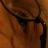 djnieuwboer's profile image