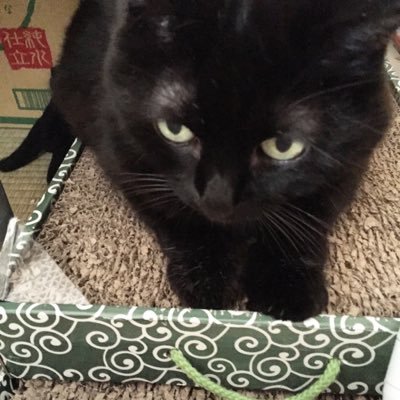 病気やケガで弱っていたにゃんこ達を保護してます。😺たくさんいます🐱😸😸😺😺😺😺😺😺😺
時々TNRします