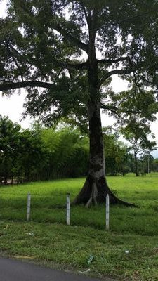 toyaforero's profile picture. 