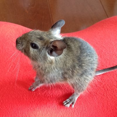 Cuteなデグーさん達に約10年支えてもらいました💓/🐭ウメ(チェコ生_アグーチ♀2013.5▶︎2021.11.7🌈8歳7ヵ月)/🐭モモ(岡山生_ブルー♀2015.4▶︎2022.12.22🌈7歳8ヶ月)