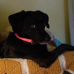 Proven Fact: The Best Therapist has Fur and Four Legs. Nemophilist Pluviophile