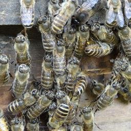 二ホンミツバチはスズメバチと戦うことが出来る世界でただ一つのミツバチです。自然が壊されるとともに激減しています。そのようなミツバチと一緒に自然を豊かにしようと歩んでいます。