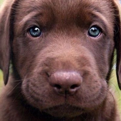 CuteErnergency's profile picture. Critiquing the cutest animals online! https://t.co/NQcY7NoYN2 SUBMIT YOUR PHOTOS HERE: https://t.co/e7f66ai8tt