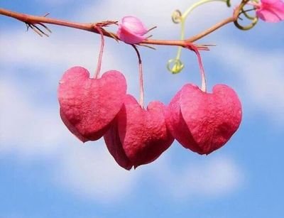 alyamysoo's profile picture. 