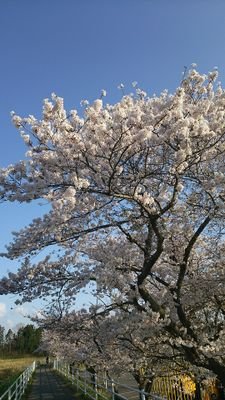 零時桜さんのプロフィール画像