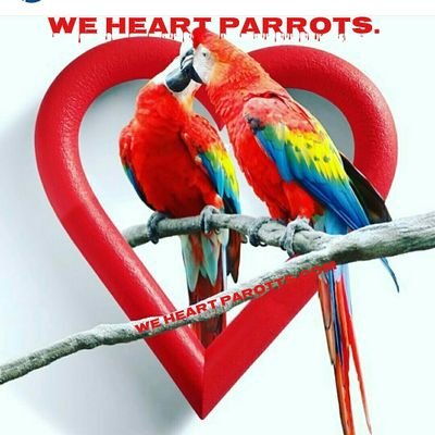 Welcome to We heart parrots don't hesitate to invite your friends. We share wonderful pictures and videos of exceptionally amazing parrots.