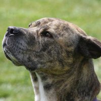 ClympingDogSanctuary (@clympingdogs) 's Twitter Profile