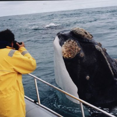 Whale Watchers