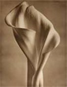 CEWLLC's profile picture. Couture Events & Weddings, LLC.