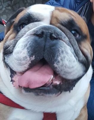 JOTACGRANDE's profile picture. Deporte, cine y música, Ryan Adams, Quique González, Van Morrison, Bruce, Damien Rice, Glen Hansard... También lulaenglishbulldog instagram