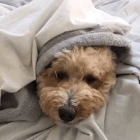 Thunder (@minervarises) 's Twitter Profile