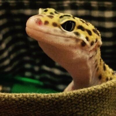 _Grass_Lizard's profile picture. @Grass_lizard_←本垢 ログインできちゃいました…ごめんなさい…ご迷惑をおかけしました。( ˊᵕˋ ;)( ˊᵕˋ ;)( ˊᵕˋ ;)( ˊᵕˋ ;)