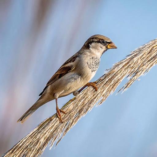 This is the official account of 'World Sparrow Day' which is being organised by the Department of Forest, Uttar Pradesh on March 19-20, 2016.