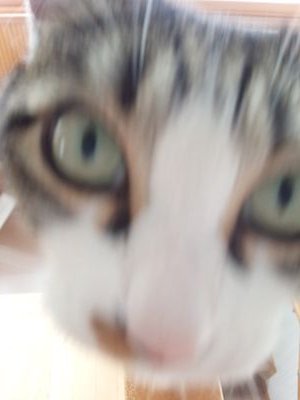 hyouhekidori's profile picture. ある時はHR/HM系をメインにいろんな音源に手を伸ばし🦉🦉、またある時はデザインで目の保養を楽しむ者🌙🌙。ソシャゲのネタは控えて、別のネタを入れてみようかと考えている今日この頃・・・。
とはいえ、どんなネタを入れていくか迷っているのだが・・・。最も、疲労が絶賛蓄積中で半歩未満しか前進できない・・・