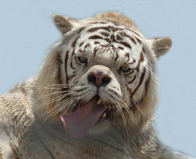 HashDeWilson's profile picture. I am the Blue Falcon!