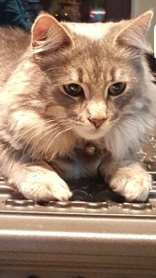 annamariapicasc's profile picture. 