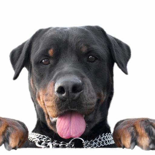 Check out our blog on Pet care tips tricks and cute pics