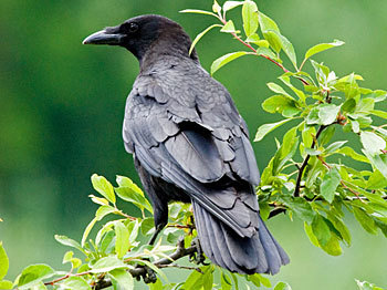 Isisnight's profile picture. 