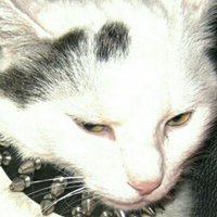 Sky (@pawsofsilence) 's Twitter Profile