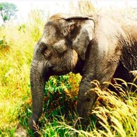CambodiaWS (@cambodiaws) 's Twitter Profile