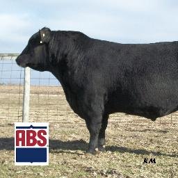 Registered Angus breeders focused on producing cattle that excel for calving ease, growth, carcass, maternal traits, all in an efficient package. For 50 years.