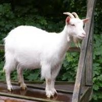 AdamGoat (@adam_goat) 's Twitter Profile