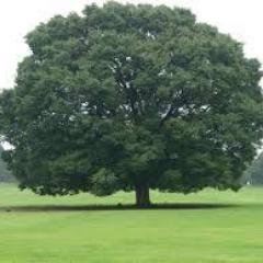 syn201635's profile picture. 