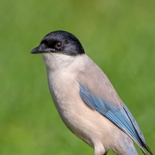 *花鳥風鉄* 望遠レンズで遊んでます （19～21時頃出没）