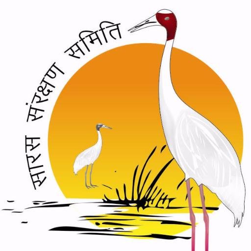 sarusday's profile picture. 