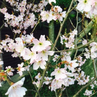 tomatotomato358's profile picture. 好奇心旺盛、フットワーク超軽い、そんな人生も折り返している、オバちゃんです(^.^) 楽しい事、珍しい事、ワクワクする事、そんな事事が大好き！楽し珍しワクワク教えて下さ〜〜い⤴︎