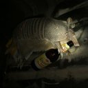 Ryan Hines - @chilloarmadillo - Twitter