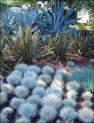 Landscaping design & construction for San Francisco Bay Peninsula, green low water native plant systems. Since 1982