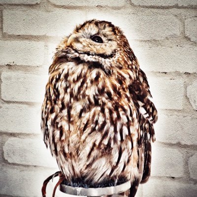 k7t's profile picture. 適当建築人。麻雀打ち。理系陸上競技派。RT多め。フォローフォロー外しもご自由に。今は主に雀魂打ってる。