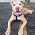 Live Like Roo Foundation (@livelikeroo) Twitter profile photo Live Like Roo Foundation (@livelikeroo) Twitter profile photo