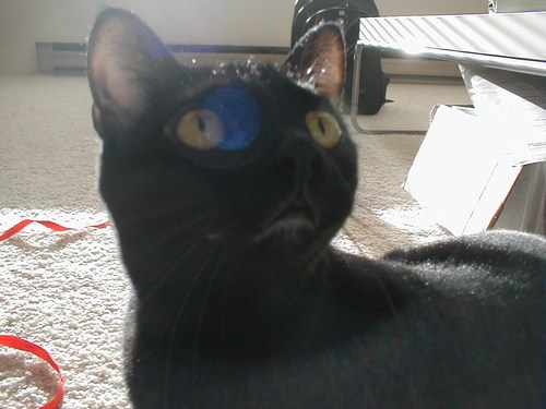 FreewayCat's profile picture. 