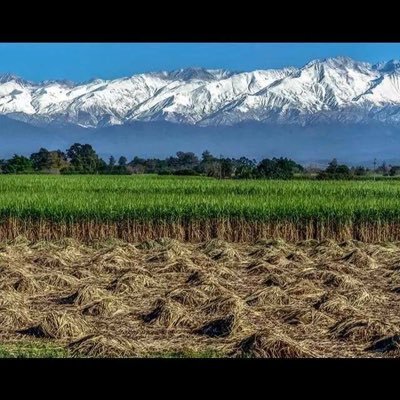 mapasuco's profile picture. 