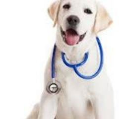 Veterinary Surgeon