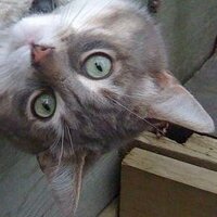 Childless Dog Man (@gaz2002) 's Twitter Profile Photo