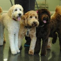 PawsCowlitz's profile picture. Paws Upon The Cowlitz goal is to provide families and individuals with high quality, healthy Labradoodle Puppies. Questions please visit the website.