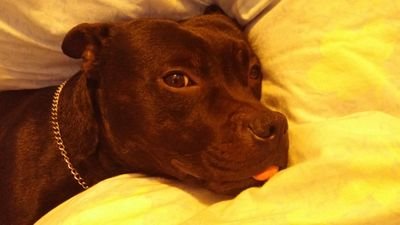 rio_kun814's profile picture. ブルアカ ヤケクソ補填開始勢 さかな山脈所属 マンスリー微課金/名取さな推し🍆/無言フォロー失礼します