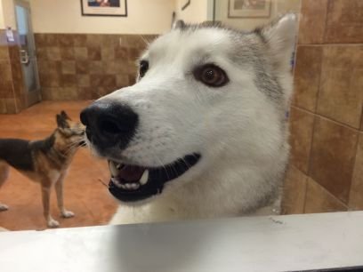 Doggy Day Care / Pet Boarding facility located within the Petsmart store!
2050 Eglinton Ave East Toronto Ontario Canada
416 701 0007