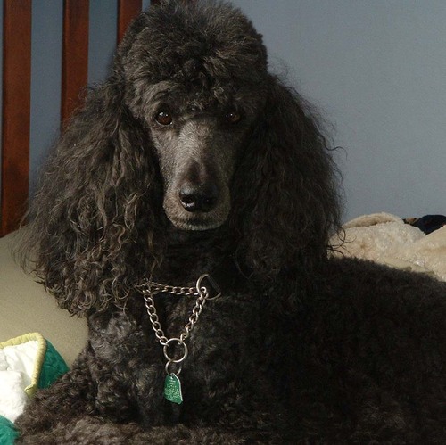 I'm an 8 Year Old Standard Poodle who picks the winner for 4 major weekend sporting events. See the Picks: http://t.co/x2QdHDfdy7 & Be a Fan: http://tin