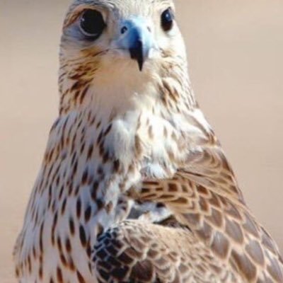 hussain_alanzii's profile picture. أتق طعنات الأقربون