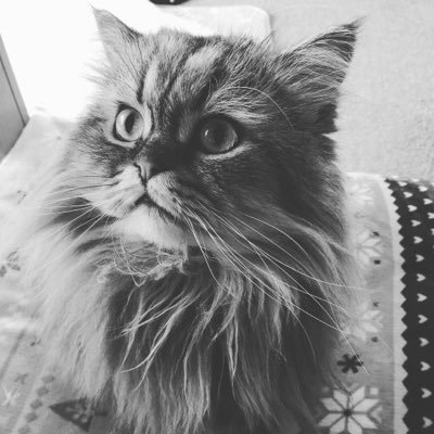 Caparison7's profile picture. チンチラヌコ×🐈🐈のpapa！綺麗な人、楽しい人大好き！気になった人のツイートにイイネします！ 誹謗中傷大嫌いです！フォローしてくれる方、ありがとうございます😊ちょっとIN出来ないくらいでリムらないでね。