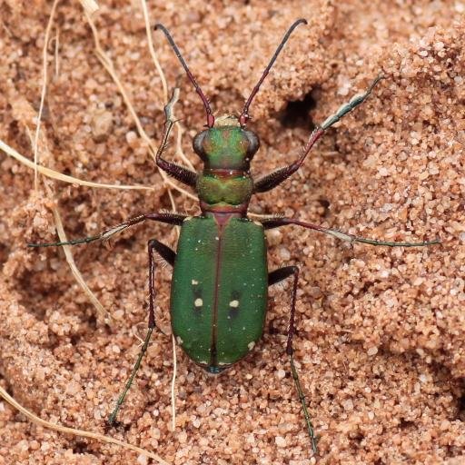 bugbotherer; Entomologist; Natural Historian; Outdoors type of person; Educator; Researcher; Malacologist, and macro-photographer