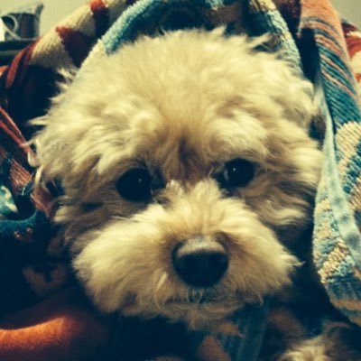 hillgrand's profile picture. （WORK）’乗”務取締役☺︎（HOBBY）SURF☺︎ANTIQUE☺︎POODLE☺︎CAMP 平和☺︎平等主義 ☺︎争いごとは嫌いです☺︎