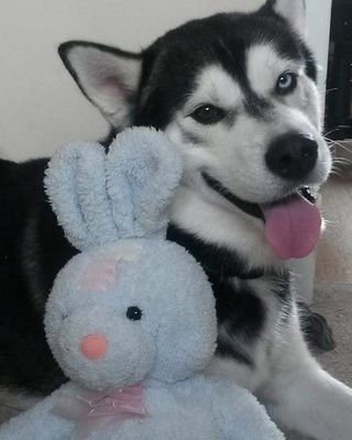 I'm a dog, obviously! Love walks with @wwhimsicals & food! #siberian #husky #dog #Suffolk Instagram: FordEmmaJane