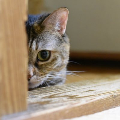 hizuhizuchan's profile picture. ロアッソ熊本・花🌸植物🍀空🌤ネコ😺大好き。
シャイなMs.みかん（2024.5/23🌈の橋）・やんちゃなMr.グレ－　新たに仔猫Ms琥珀（2025・1/7保護　2025.9/18🌈の橋）
💚こころ動いた事をスマートフォン📱で撮っています。