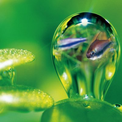 生き物大好き ネイチャーアクアリウム ディスカス ベタ ツノガエル ナマズ オオクワガタ 日淡 ヤモリ ヒョウモントカゲモドキ グッピー etc…